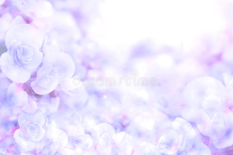 Abstract soft sweet blue purple flower background from begonia flowers