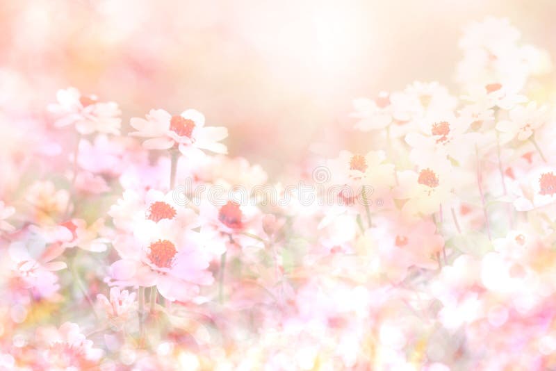 The abstract soft sweet pink flower background from daisy flowers