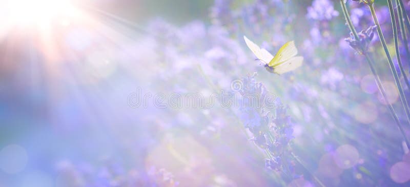 Abstract Spring or Summer floral background; beautiful lavender flower against evening sunny sky and fly butterfly; nature. Art Abstract Spring or Summer floral