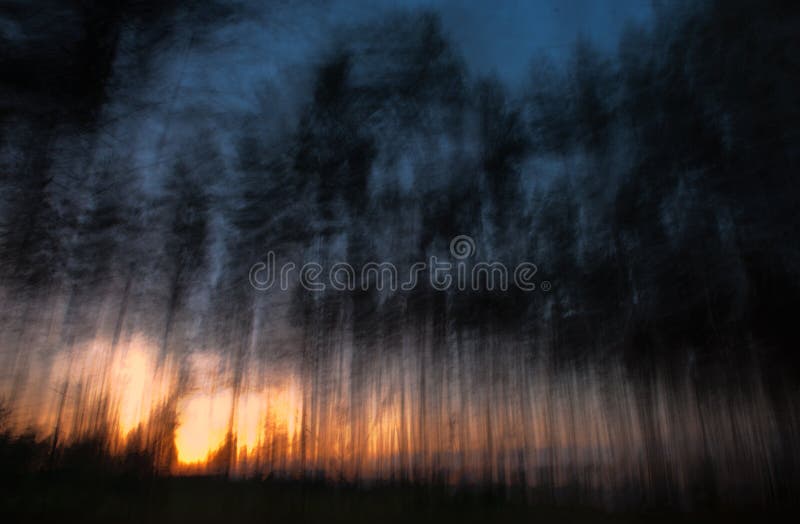Abstract sunset in forest.