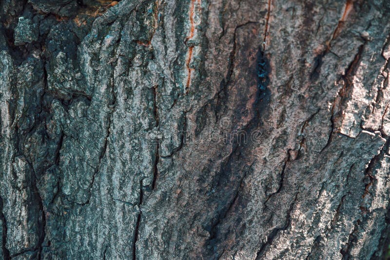 Abstract texture bark pattern background royalty free stock photography