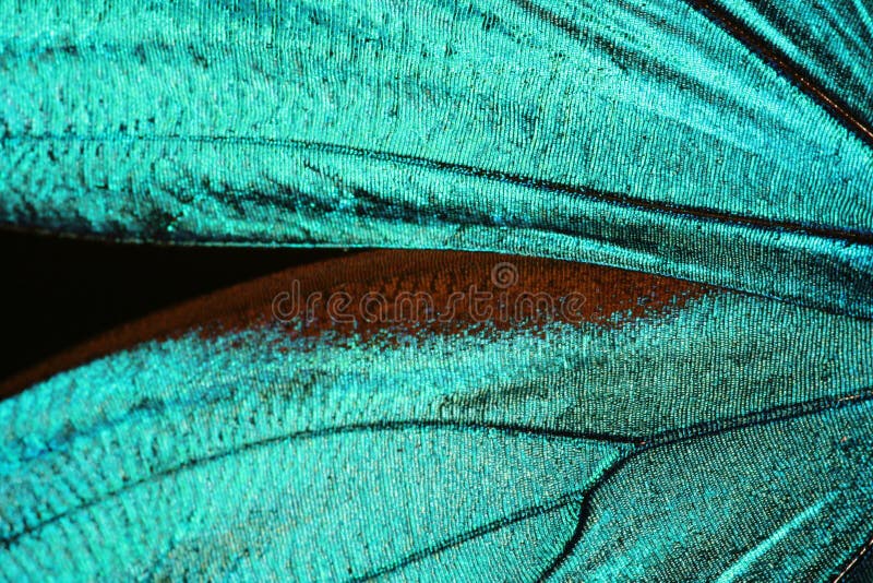 Abstract texture of butterfly wing