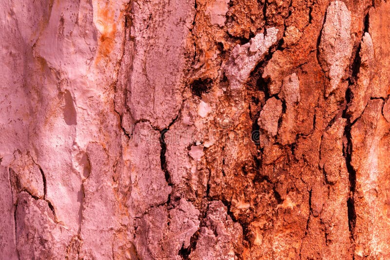 Abstract texture of an old tree stock photography Abstract texture of an old tree stock photography