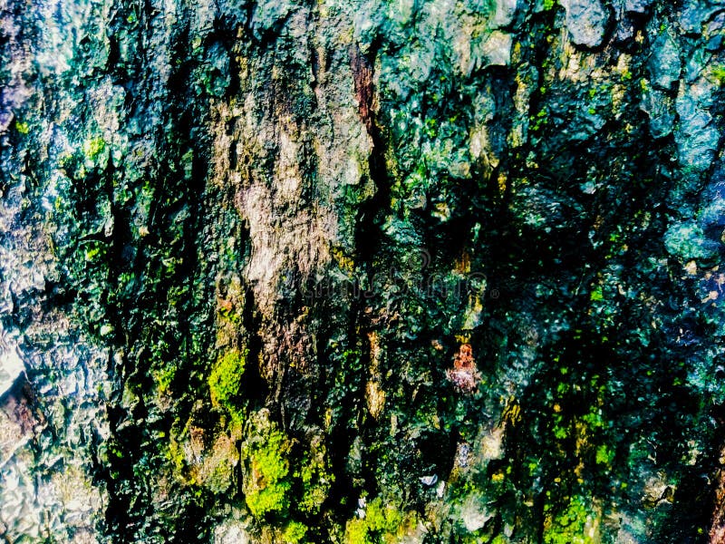 Abstract texture old tree skin with litle moss royalty free stock images Abstract texture old tree skin with litle moss royalty free stock images