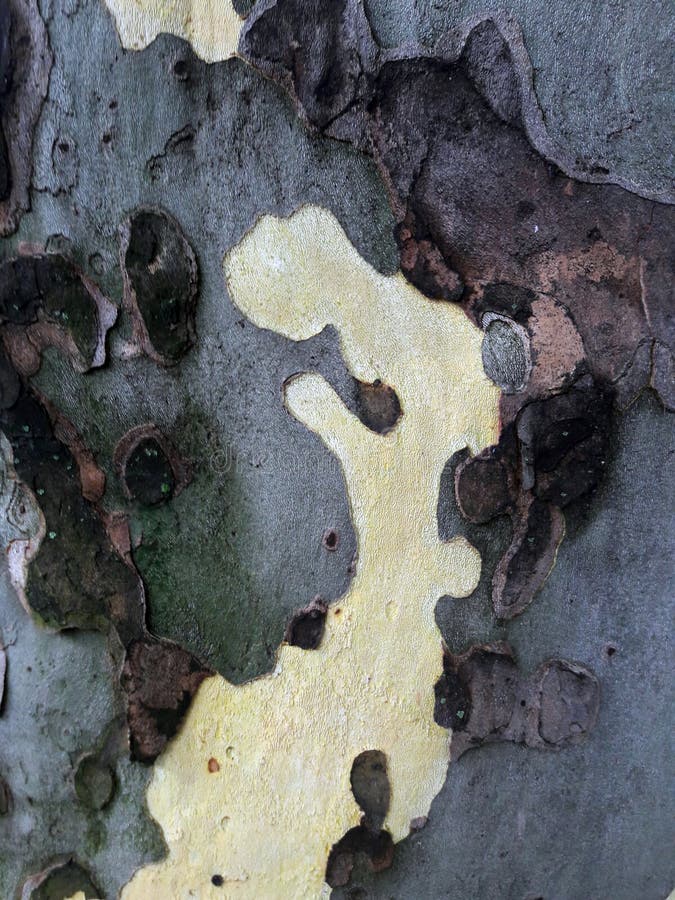 Abstract texture in a tree bark. Picture useful as a background. London plane tree or Platanus tree bark. Abstract texture in a tree bark. Picture useful as a background. London plane tree or Platanus tree bark.