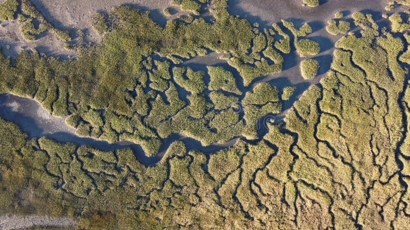 Textures and Veins Cutting Thru the Wetlands of a Tidal River System in 