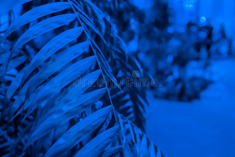 Abstract Tropical Background, Palm Leaf in Classic Blue Color Stock