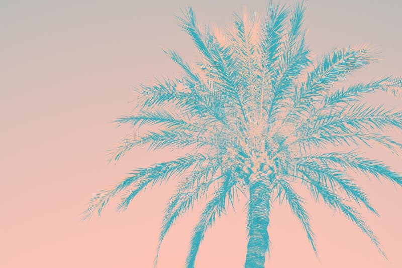 Abstract tropical nature background. Silhouette of palm tree vintage pink teal toned faded grungy effect. Funky style. Poster stock images Abstract tropical nature background. Silhouette of palm tree vintage pink teal toned faded grungy effect. Funky style. Poster stock images
