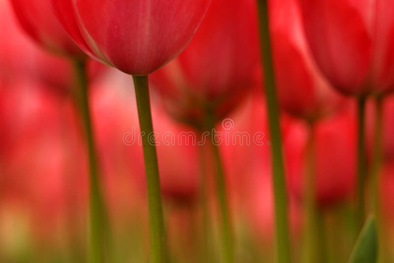 Abstract tulips