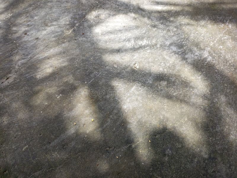 Abstract Tree Shadow on Rough Concrete Surface royalty free stock photo