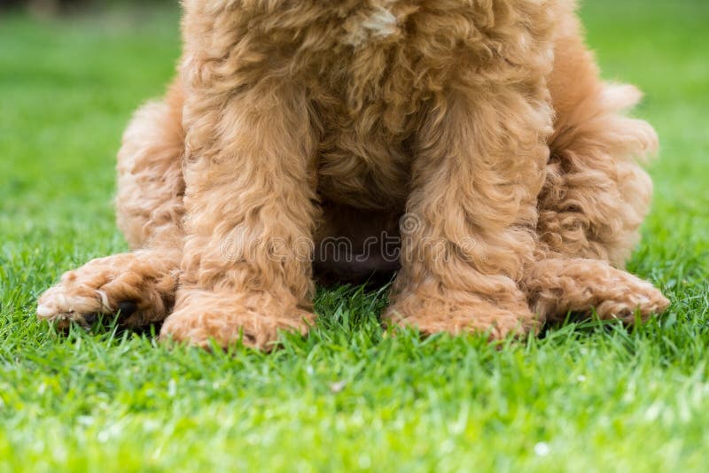 https://thumbs.dreamstime.com/b/abstract-view-lower-half-mini-poodle-puppy-seen-sitting-grass-park-abstract-view-lower-half-mini-191151969.jpg