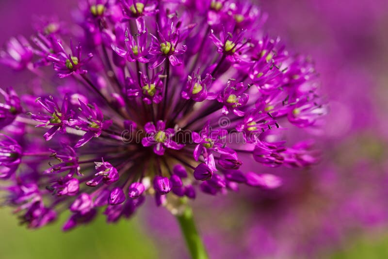 Abstracto púrpura flores sobre el (poco profundo) 