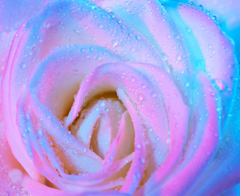 Abstract wet rose background