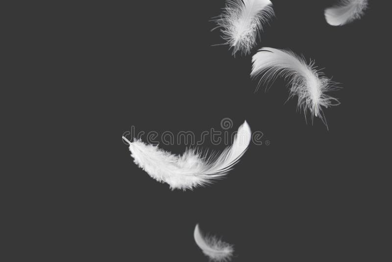 Lot Of White Feathers Floating In The Breeze On Black Background, Slow  Motion Stock Footage ft. art & bird - Envato Elements