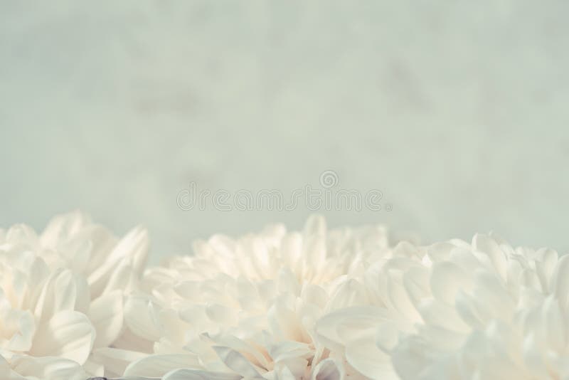 Abstract white blurred background with chrysanthemum flowers petal close up