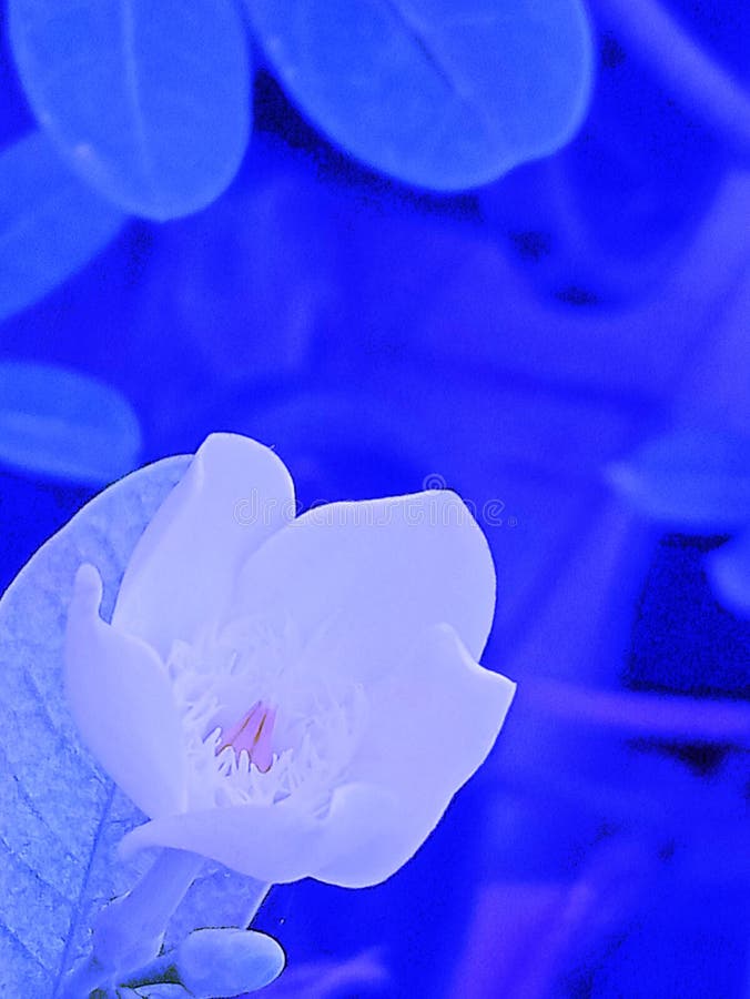 Abstract White Flowers Blooming on a Tree, Beautiful, Bright, with Blue