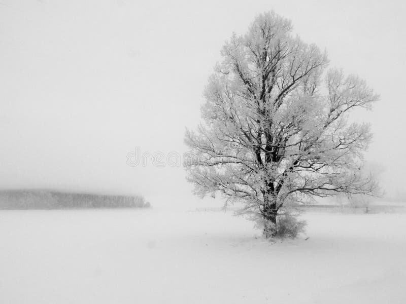 Abstract winter landscape with a lone tree in white snow. royalty free stock images Abstract winter landscape with a lone tree in white snow. royalty free stock images