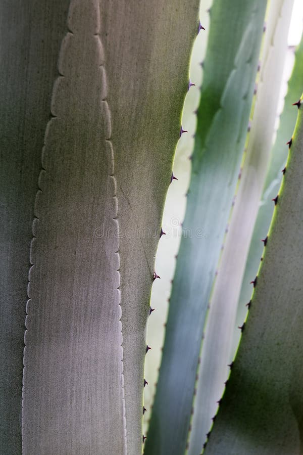 Abstracte aardachtergrond, detail van het blauwe grijze agave kijken stock fotografie Abstracte aardachtergrond, detail van het blauwe grijze agave kijken stock fotografie