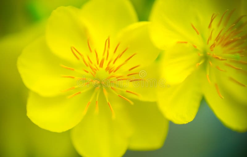 Abstract background - Closeup of Yellow apricot flowers bloom in the New Year's Day . Very shallow DOF. Abstract background - Closeup of Yellow apricot flowers bloom in the New Year's Day . Very shallow DOF.