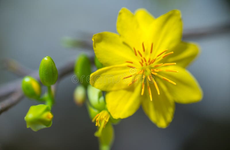 Abstract background - Closeup of Yellow apricot flowers bloom in the New Year's Day . Very shallow DOF. Abstract background - Closeup of Yellow apricot flowers bloom in the New Year's Day . Very shallow DOF.