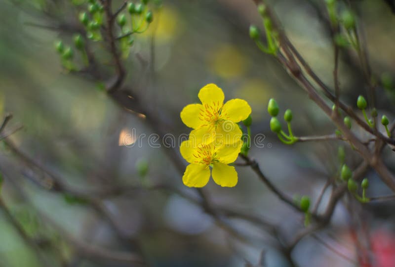 Abstract background - Closeup of Yellow apricot flowers bloom in the New Year's Day . Very shallow DOF. Abstract background - Closeup of Yellow apricot flowers bloom in the New Year's Day . Very shallow DOF.