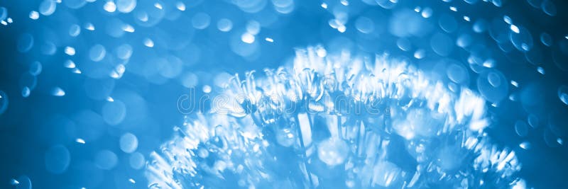 Abstracte blauwe aard bloemen Sluit omhoog aliumg met de dalingen van het het verstandwater van de paardebloemstructuur Banner ma stock afbeelding Abstracte blauwe aard bloemen Sluit omhoog aliumg met de dalingen van het het verstandwater van de paardebloemstructuur Banner ma stock afbeelding