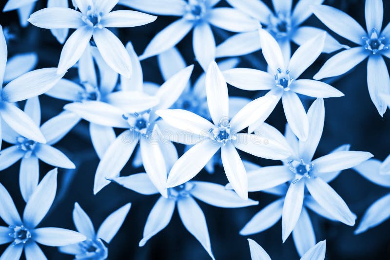 Abstracte blauwe aardachtergrond met witte bloemen
