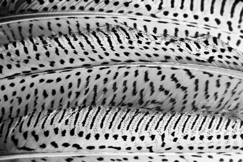 Abstracte die achtergrond van patrijsveren, in zwart-wit worden gekleurd stock foto Abstracte die achtergrond van patrijsveren, in zwart-wit worden gekleurd stock foto
