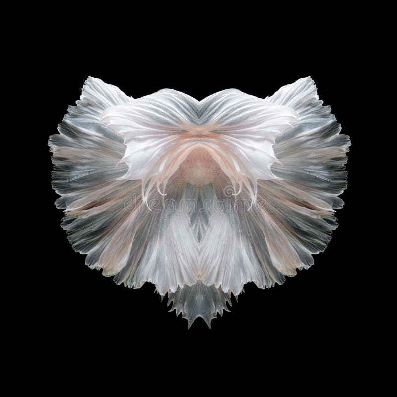 Abstracte fijne kunst van het bewegen van vissenstaart van Betta-vissen royalty-vrije stock foto's Abstracte fijne kunst van het bewegen van vissenstaart van Betta-vissen royalty-vrije stock foto's