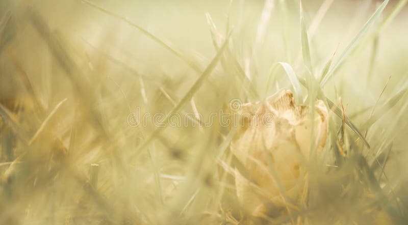Abstracte natuurlijke achtergrond, Mooi close-upgras in zonneschijn op de zomer stock fotografie Abstracte natuurlijke achtergrond, Mooi close-upgras in zonneschijn op de zomer stock fotografie