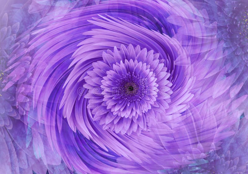 Abstracte purper-roze heldere bloemenachtergrond De bloemblaadjesclose-up van Gerberabloemen De kaart van de groet bloemencollage stock afbeeldingen Abstracte purper-roze heldere bloemenachtergrond De bloemblaadjesclose-up van Gerberabloemen De kaart van de groet bloemencollage stock afbeeldingen