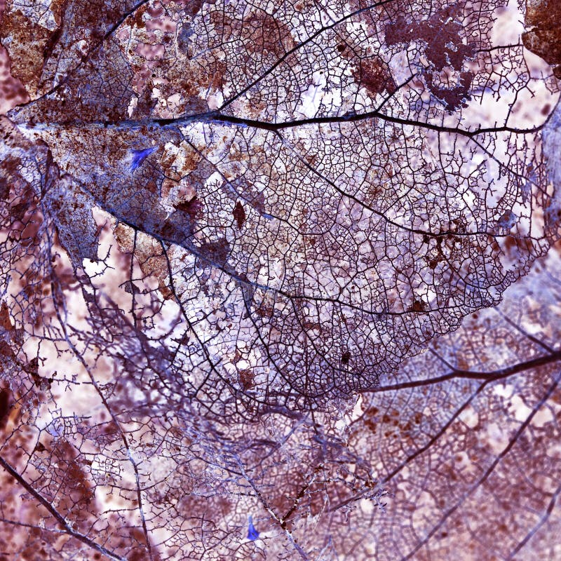 Abstracte samenstelling met rotte bladeren met vezelstextuur en omgekeerde kleuren