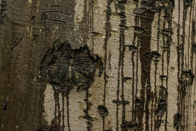 Abstracte textuur van een boomboomstam royalty-vrije stock foto Abstracte textuur van een boomboomstam royalty-vrije stock foto