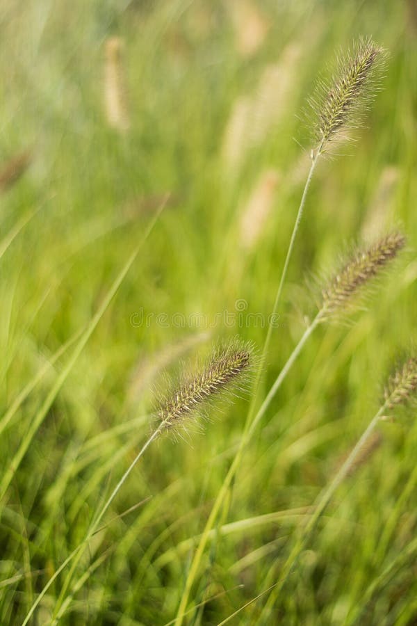 Abstracte verticale achtergrond van gras en licht, royalty-vrije stock fotografie Abstracte verticale achtergrond van gras en licht, royalty-vrije stock fotografie