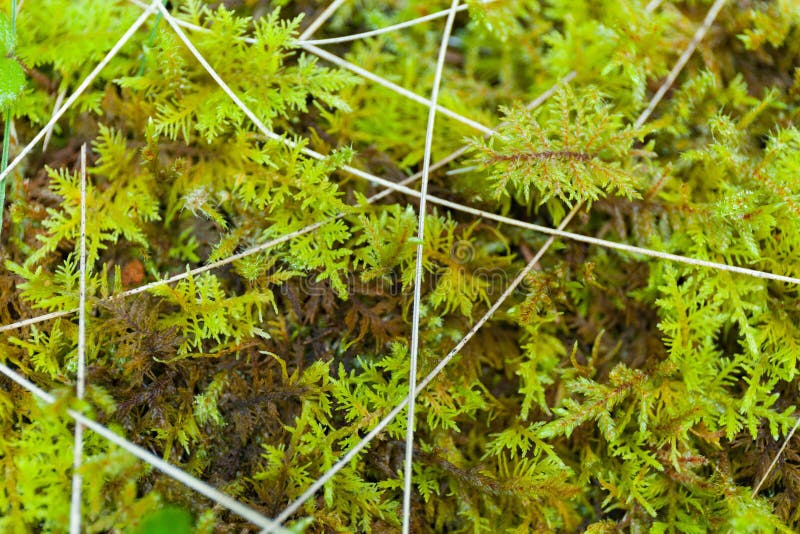 Abstracte wilde bosgrasachtergrond Mooie macrotak stock fotografie Abstracte wilde bosgrasachtergrond Mooie macrotak stock fotografie