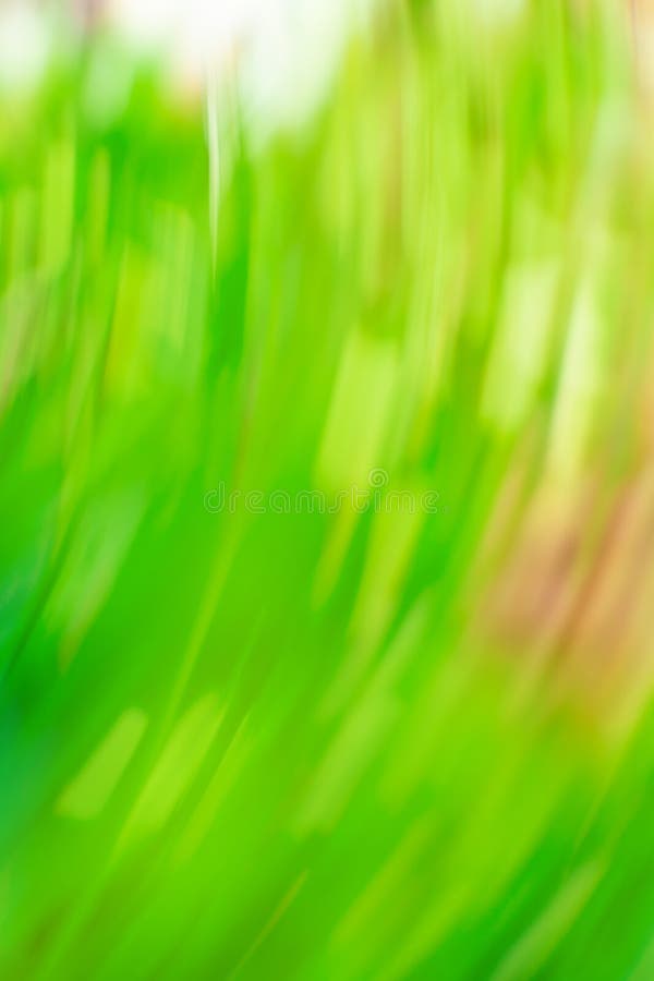 Abstracte zonnige voorjaarsgedefocaliseerde achtergrond. ontocusete voorjaarsbossen en zonnevlammen stock foto Abstracte zonnige voorjaarsgedefocaliseerde achtergrond. ontocusete voorjaarsbossen en zonnevlammen stock foto