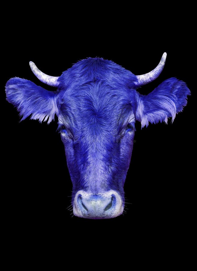 abstraction with animals, a big blue head of a cow on a black background