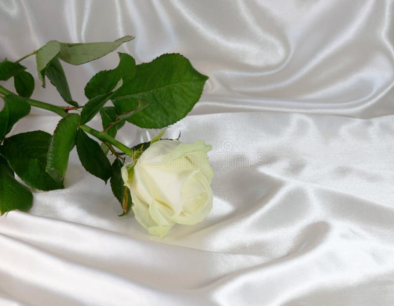 Abstraction d'un fond blanc de rose images libres de droits Abstraction d'un fond blanc de rose images libres de droits