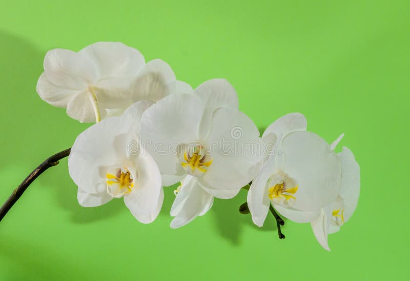 Abstraction d'une orchidée blanche sur un fond vert mou photo libre de droits Abstraction d'une orchidée blanche sur un fond vert mou photo libre de droits