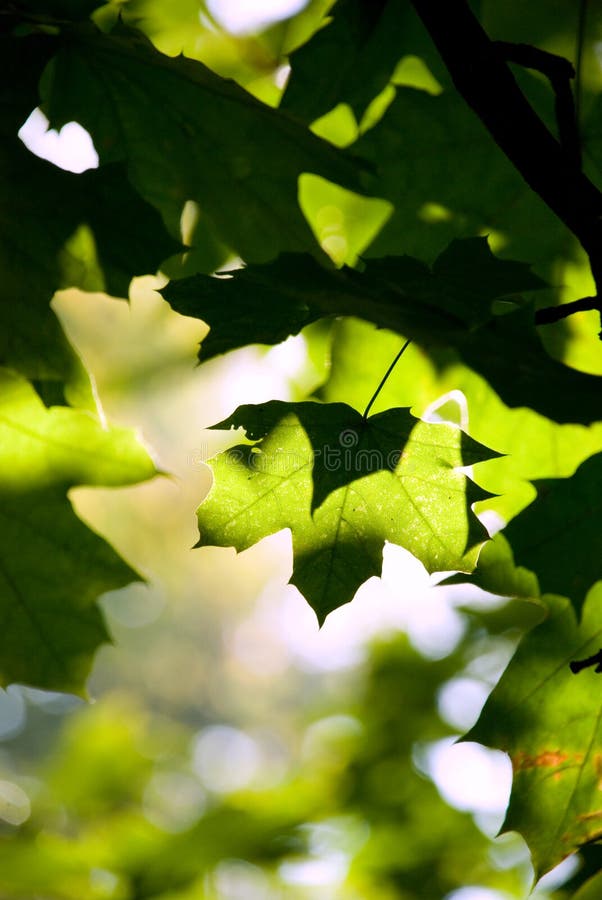 Abstraction green sheet royalty free stock photos