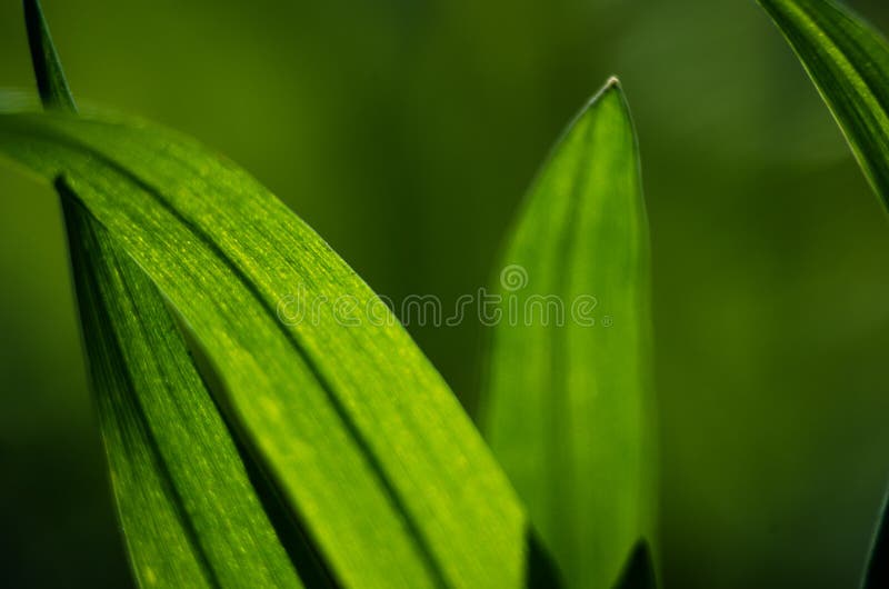 Abstraction Growing Green Leaves on a Light Background Outdoors Stock