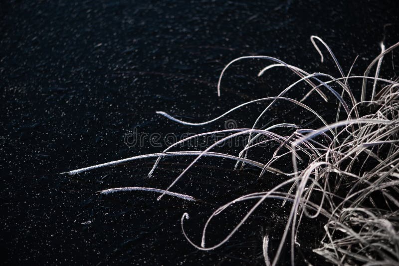 Abstracts winter nature background with frost covered dry grass on the ice surface of the lake