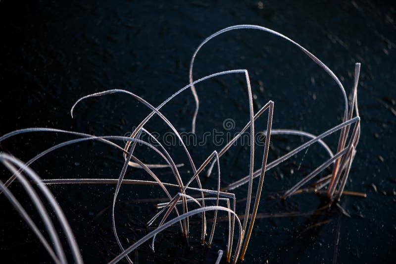 Abstracts winter nature background with frost covered dry grass on the ice surface of the lake