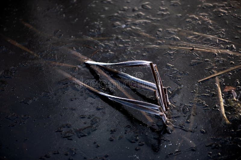 Abstracts winter nature background with frost covered dry grass on the ice surface of the lake