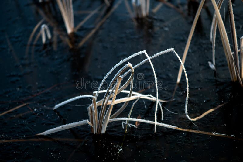 Abstracts winter nature background with frost covered dry grass on the ice surface of the lake