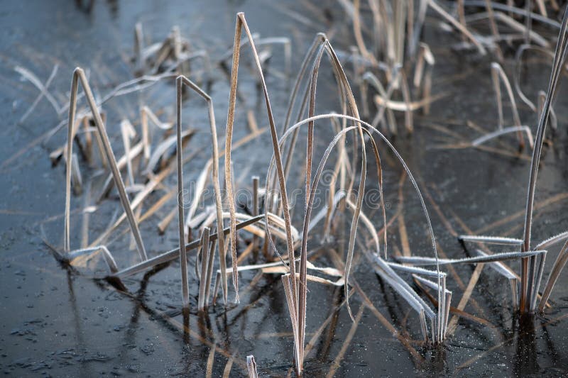 Abstracts winter nature background with frost covered dry grass on the ice surface of the lake