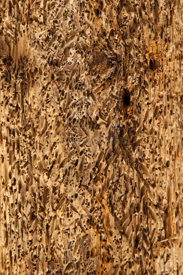 Abstrakcjonistyczna Driftwood tła tekstura - będąca ubranym, obijający, naturalny zdjęcia stock Abstrakcjonistyczna Driftwood tła tekstura - będąca ubranym, obijający, naturalny zdjęcia stock