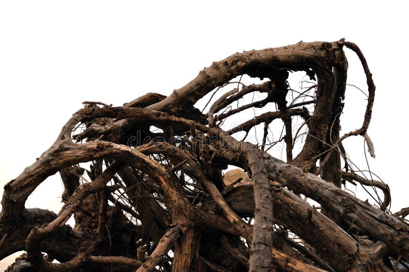 Abstrakcjonistyczne Driftwood gałąź