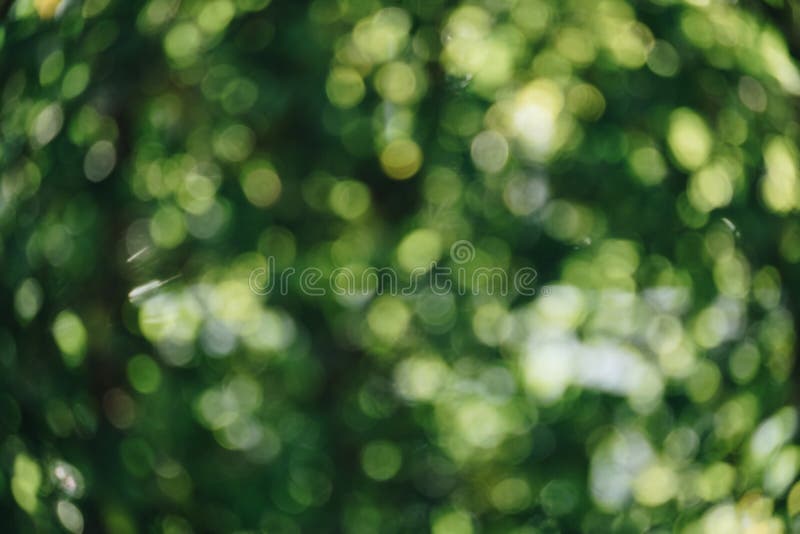 Abstrakcjonistyczny naturalny zielony bokeh od drzewnego tła natury defocu obrazy royalty free Abstrakcjonistyczny naturalny zielony bokeh od drzewnego tła natury defocu obrazy royalty free