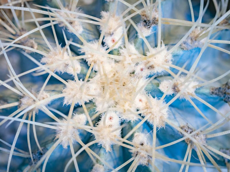 Abstrakcjonistyczny tło kaktusa zakończenie up Echinocactus grusonii spineless forma Kręgosłupa szczegół duży kaktus Kaktusowi kr zdjęcie royalty free Abstrakcjonistyczny tło kaktusa zakończenie up Echinocactus grusonii spineless forma Kręgosłupa szczegół duży kaktus Kaktusowi kr zdjęcie royalty free
